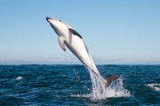 Боевые дельфины будут нести службу в ВМС России