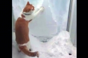Целеустремленный кот расчищает сугроб: видео