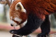 Видео: красные панды играют в глубоком снегу