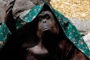 За орангутанами признали право на личную свободу