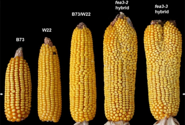 Кукуруза-мутант с двухголовыми початками спасет человечество от голода 