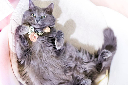 Гламурная кошка из Румынии приглянулась интернет-пользователям