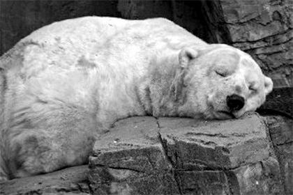 Умер «самый грустный в мире» белый медведь 