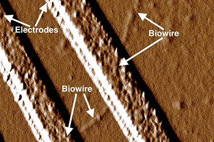 Бактерий научили делать электрические провода