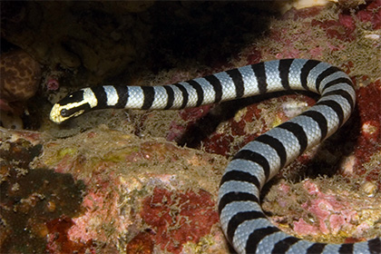 Смертельно опасные змеи оказались способны переплывать океаны