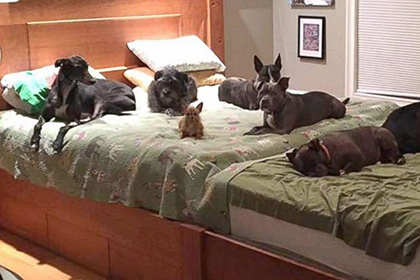 Супруги из США построили гигантскую кровать ради своих восьмерых псов