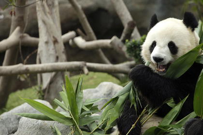 Большие панды перестали быть вымирающим видом