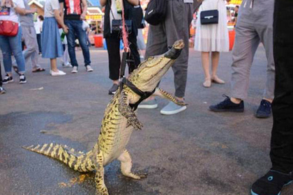 Китаец провел по городу крокодила на поводке и сделал из него шашлык
