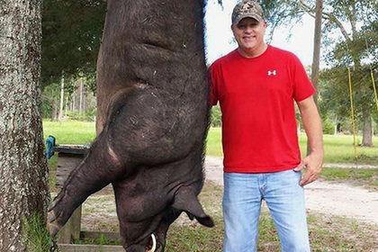 Алабамский охотник завалил 370-килограммового дикого кабана