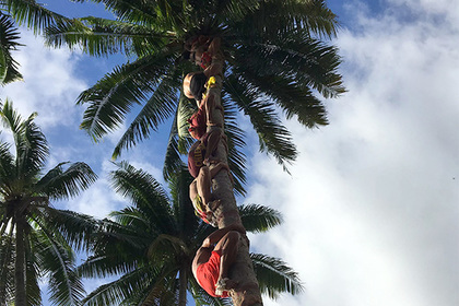 На Таити определили чемпиона мира по лазанью на кокосовые пальмы