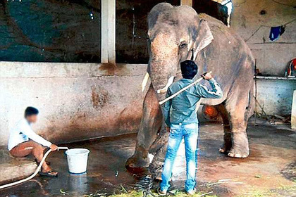 Спасенный Памелой Андерсон слон затоптал пытавшегося сделать с ним селфи мужчину