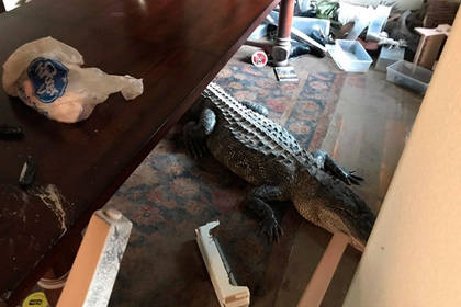 Трехметровый аллигатор поджидал американца в гостиной после «Харви»