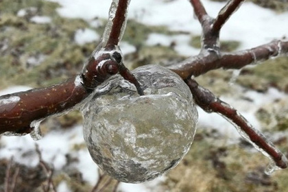 Мороз в США породил «призрачные» яблоки