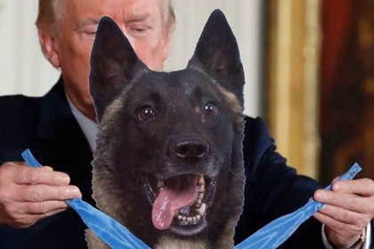 Трамп похвалил отличившегося при ликвидации главаря ИГ пса